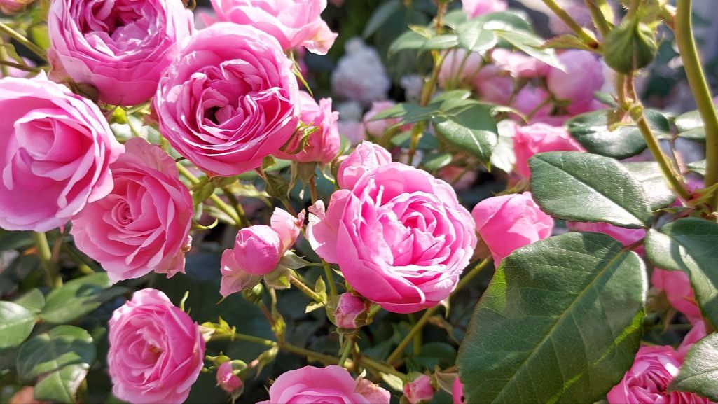 Вспомним как цвели розы этим летом! смотреть онлайн