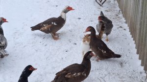 Воскресенье, работа кипит.Опять метель и дождь.Жизнь в Деревне.