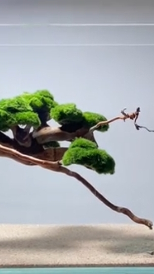 Идея оформления аквариума смотреть онлайн