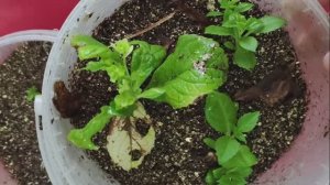 Как лучше черенковать гортензии #гортензии #черенкование #размножениегортензий #черенки