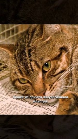 Краткий пересказ фильма