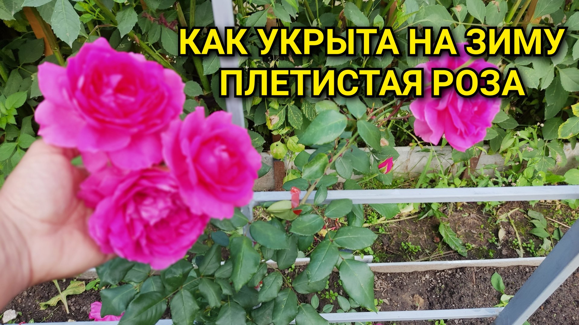 КАК УКРЫТА НА ЗИМУ ПЛЕТИСТАЯ РОЗА НА АРКЕ 🌹❄️ смотреть онлайн