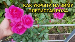 КАК УКРЫТА НА ЗИМУ ПЛЕТИСТАЯ РОЗА НА АРКЕ 🌹❄️