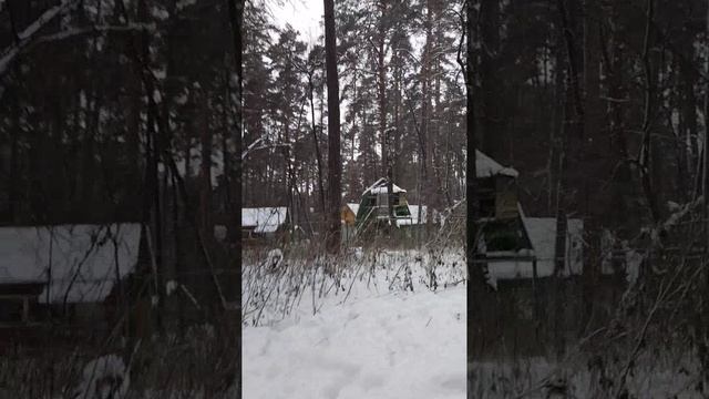 Деревня ездовых собак