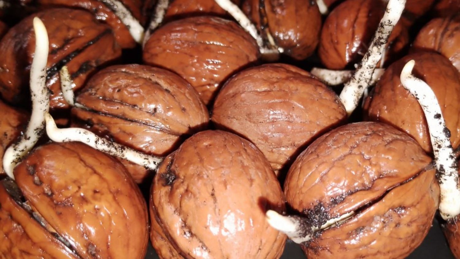 Проращивание семян грецкого ореха Идеал - вторая часть - от Маленькие сады