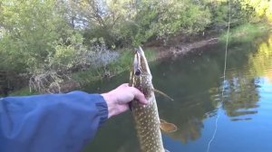 НЕ ЗРЯ ОСТАЛСЯ РЫБАЧИТЬ ДО ПОЗДНЕГО ВЕЧЕРА! НАЛОВИЛ ЩУК И ВСТРЕТИЛ ЛЕСНОГО ЗВЕРЯ! Рыбалка 2025