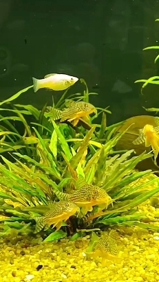 Аквариумные рыбки сомы коридорасы держат стаю смотреть онлайн