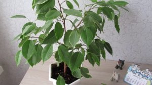 Как уберечь фикус Бенджамина от опадения листьев зимой