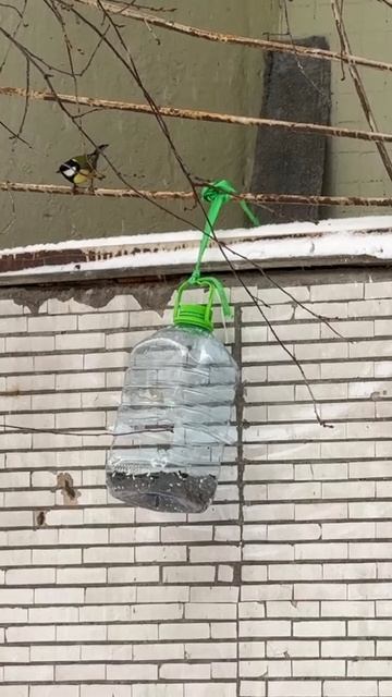 Синички у кормушки зимой