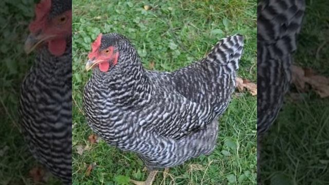 Верно ли что куры глупые?