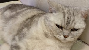 Я прошёл это ради Аллаха! | Spam for Allah 100%