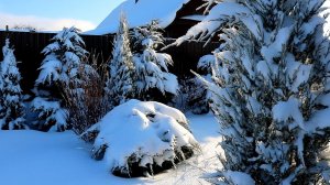 ЗАСНЕЖЕННЫЙ МОЖЖЕВЕЛОВЫЙ САД. 11.01.2026г.