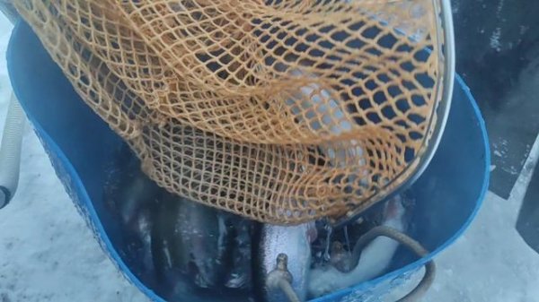 video5413330544555496660