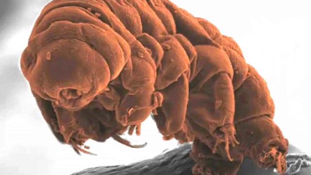 Малютка тихоходка