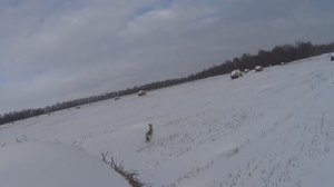 ОХОТА НА ЗАЙЦА И ЛИСУ. МОМЕНТЫ НА ОХОТЕ