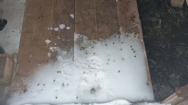 10 января 2026 года. Зимовка пчел. смотреть онлайн