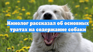 Кинолог рассказал об основных тратах на содержание собаки