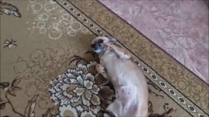 Симка  выпрашивает, чтоб ее погладили