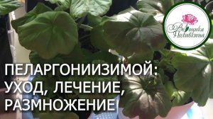 ПЕЛАРГОНИИ ЗИМОЙ. УХОД, ЛЕЧЕНИЕ, РАЗМНОЖЕНИЕ