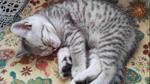 "Деревенька моя" исп. Любовь Фокеева