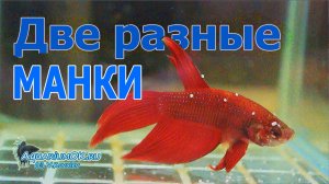 Манка на петушке