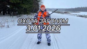 Первая в 2026 году охота загоном .