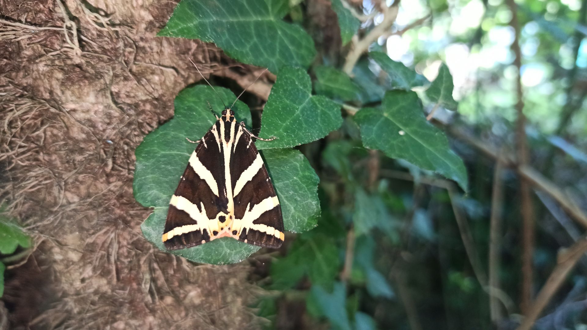 Сочинский национальный парк. Мамедово ущелье в Лазаревском. смотреть онлайн