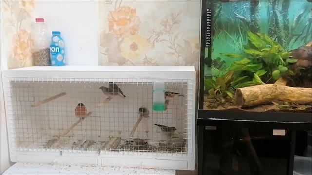 Моё новое увлечение дикие певчие птицы смотреть онлайн