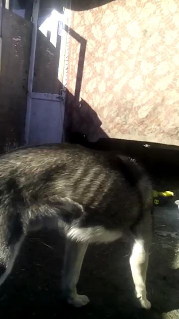 Собаки. Часть 10