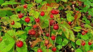 Выращиваем землянику в январе