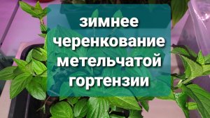 зимнее черенкование метельчатой гортензии
