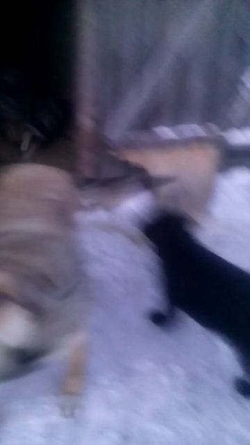 Собаки. Часть 2