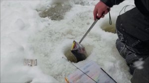 Поимки форели до и после запуска. Клёвое место, Лосиный остров, нижний водоём.