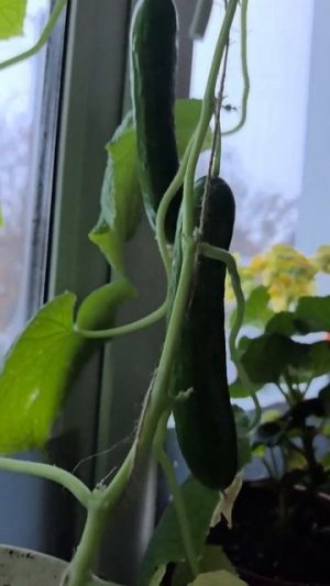 F1 оконно-Балконный