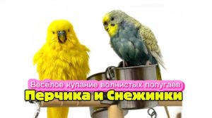 Смешно купаются волнистые попугаи 😁💚 Юмор. Попугай.