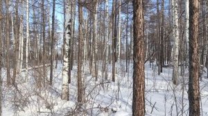 Проверка капканов часть 〽️ 13.Пара соболей 👍👍👍