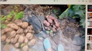 Страничка Надежды. Надежда капает свою картоху ( ролик для сравнения ) честь 1