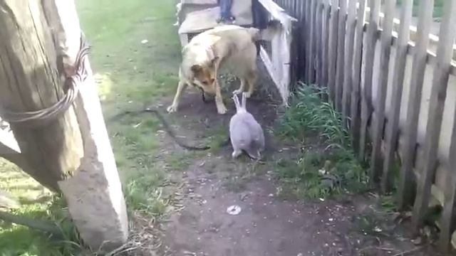 Собаки и кролик. Часть 13