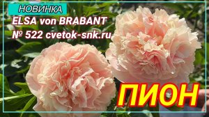 ПИОН «ELSA von BRABANT»/Сад Ворошиловой