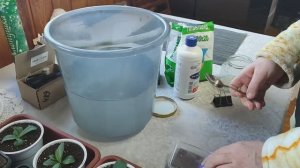 Завтрак. Очередная подкормка Эустомы. Готовлю тесто для гречневого хлеба