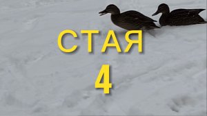 Сериал "Стая" . Серия 4. "Перед Ураганом" . (2026).