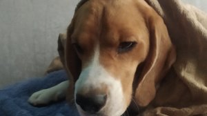 играю с сабакой(имя винни)