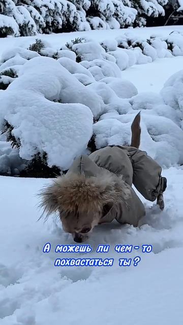 КАКОЙ МИЛЫЙ ПЕСИК