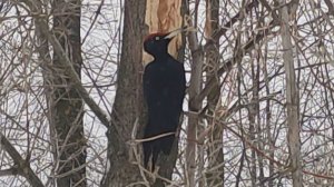 Прогулка с примусом