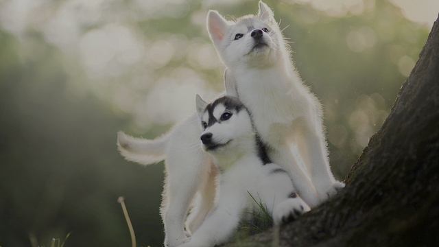 HDR‑портреты собак: искусство кадра и звука смотреть онлайн