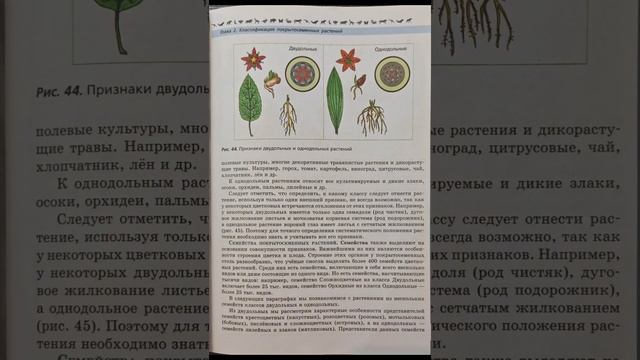 Биология 7 класс В.В. Пасечник. §11. Классификация покрытосеменных. смотреть онлайн