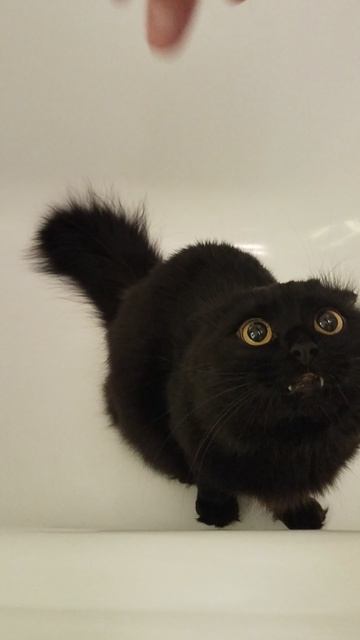 Котенок волосатый