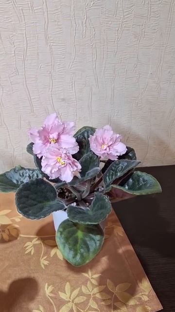 Супер Дупер