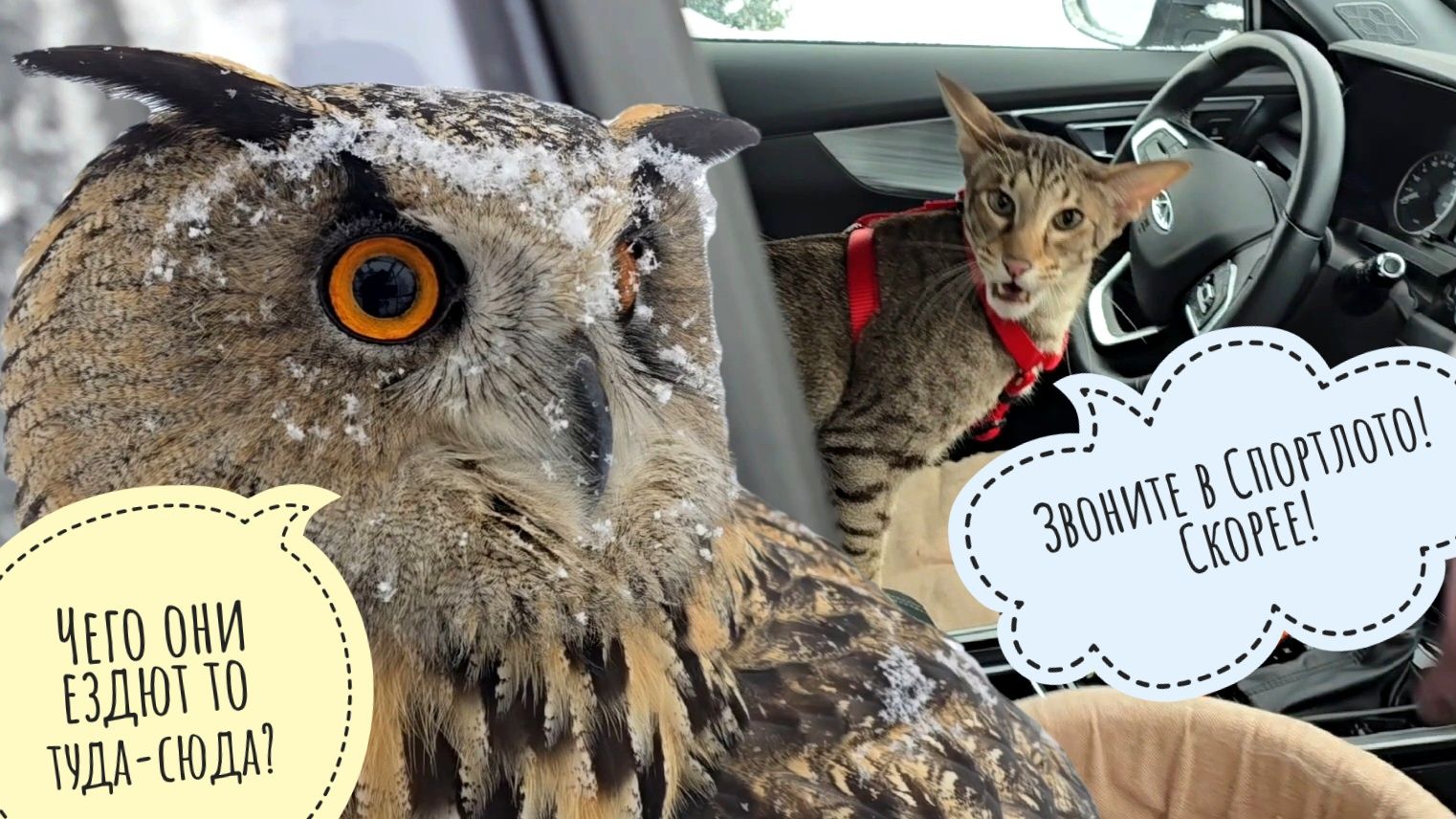 Треугольного кота увезли в неволю томиться в Москве. Каникулы кончились, трудовые будни начались смотреть онлайн