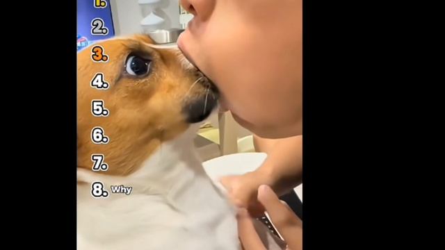 чихуахуа смотреть онлайн